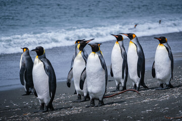 Obraz premium Scenery of the King Penguin Habitat in St Andrew's Bay, South Georgia Islands