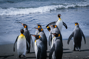 Obraz premium Scenery of the King Penguin Habitat in St Andrew's Bay, South Georgia Islands