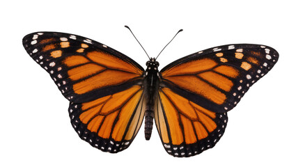 Monarch butterfly with orange black and white patterned wings, isolated on transparent background © Maria