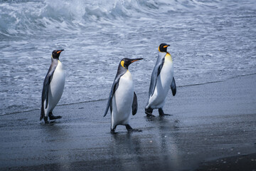 Obraz premium Scenery of the King Penguin Habitat in St Andrew's Bay, South Georgia Islands