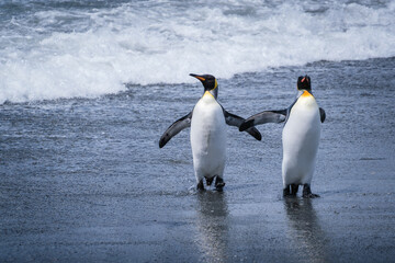 Obraz premium Scenery of the King Penguin Habitat in St Andrew's Bay, South Georgia Islands