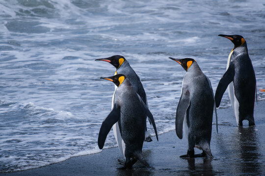 Scenery of the King Penguin Habitat in St Andrew's Bay, South Georgia Islands