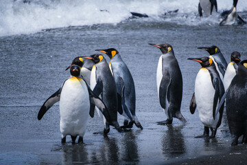 Obraz premium Scenery of the King Penguin Habitat in St Andrew's Bay, South Georgia Islands