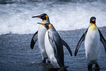 Obraz premium Scenery of the King Penguin Habitat in St Andrew's Bay, South Georgia Islands