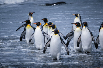 Obraz premium Scenery of the King Penguin Habitat in St Andrew's Bay, South Georgia Islands