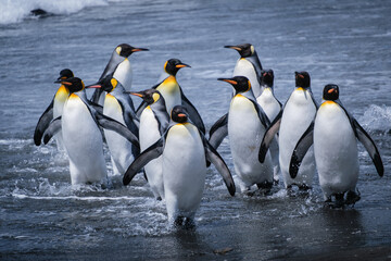 Obraz premium Scenery of the King Penguin Habitat in St Andrew's Bay, South Georgia Islands