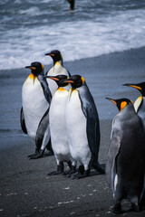 Fototapeta premium Scenery of the King Penguin Habitat in St Andrew's Bay, South Georgia Islands