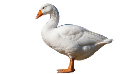 Majestic white goose with orange beak and feet, isolated on transparent background © Maria