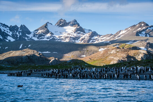 King Penguin Nature in Gold Harbour Bay, South Georgia, UK