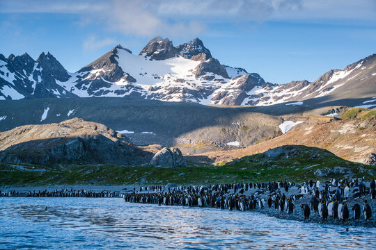 King Penguin Nature in Gold Harbour Bay, South Georgia, UK