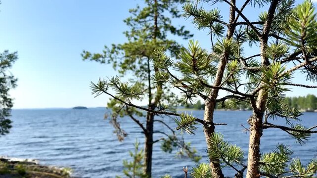 Pine Branches Framing Saimaa Lake Islands
