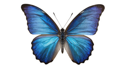 Vibrant blue morpho butterfly with intricate wing patterns, isolated on transparent background © Maria