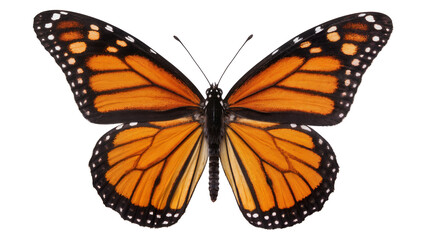Monarch butterfly with orange black and white wings, isolated on transparent background © Maria