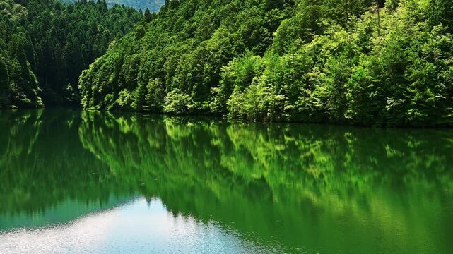 新緑に包まれた森の中の池 (no sound)