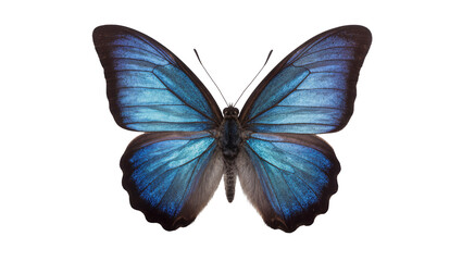 Vibrant blue morpho butterfly with iridescent wings, isolated on transparent background © Maria