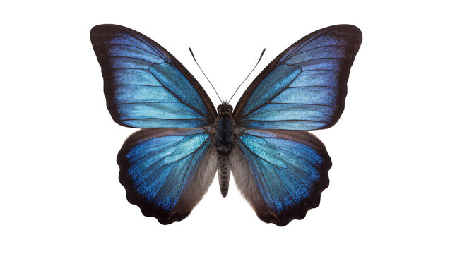 Vibrant blue morpho butterfly with iridescent wings, isolated on transparent background