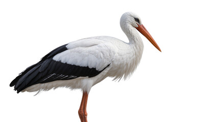 Fototapeta premium Elegant white stork with black wing feathers standing, isolated on transparent background