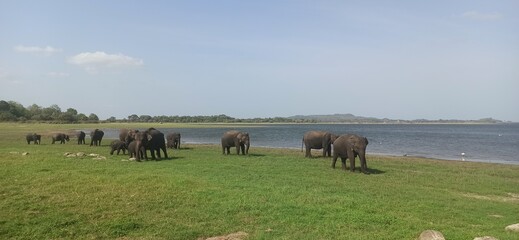 Elephants in Sri Lanka enjoying a sunny day by the river © Ella Halbreich