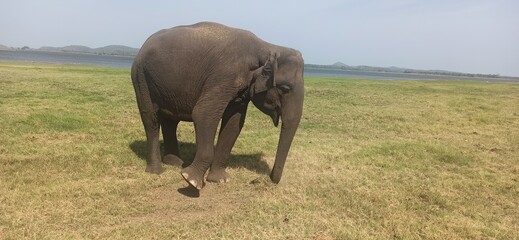 Elephant walking in a serene landscape near a lake in Sri Lanka © Ella Halbreich