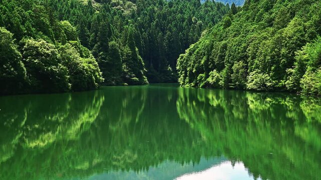 新緑に包まれた森の中の池 (with sound)