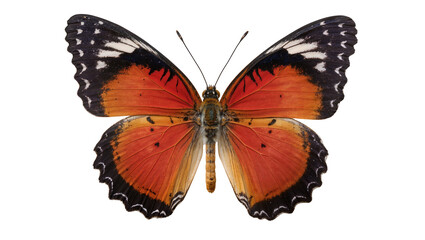 Vibrant orange butterfly with black and white markings, isolated on transparent background © Maria