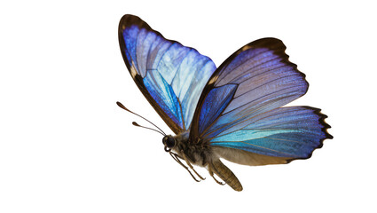 Vibrant blue morpho butterfly with intricate wing patterns, isolated on transparent background © Maria