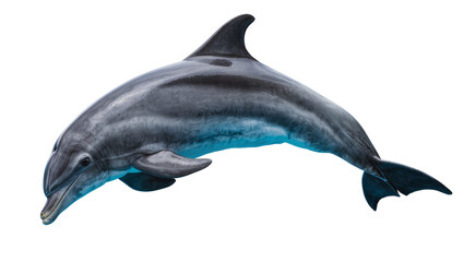 Gray dolphin swimming with blue water reflection, isolated on transparent background © Maria