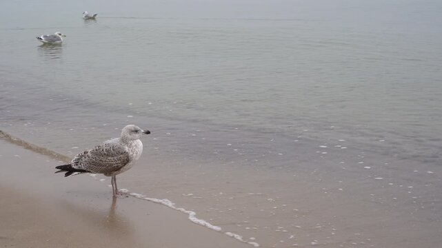 Close-up of a seagull standing on a Baltic Sea beach in autumn as gentle waves wash the shore. The bird takes flight, capturing a peaceful coastal wildlife moment.