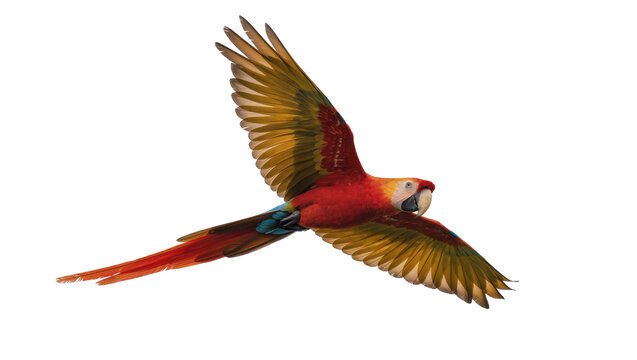 Vibrant scarlet macaw parrot in flight wings spread wide, isolated on transparent background