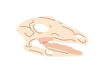Dinosaur skull. Head skeleton of dino. Bones, ancient remains and fossils of Jurassic era. Exhibit of paleontology and archeology museum. Flat isolated vector illustration on white background © Paper Trident