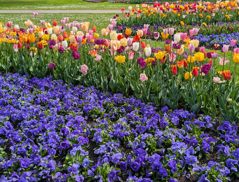 Natural flower background. Colorful summer floral viola and tulips flowerbed. 