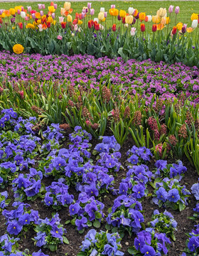Natural multi flower background. Colorful summer floral viola and tulips flowerbed texture. 