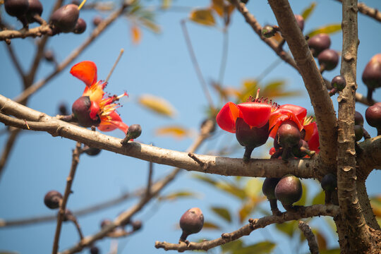 Multiple red flowers and dark buds decorate a tree branch under a clear, bright blue sky setting.