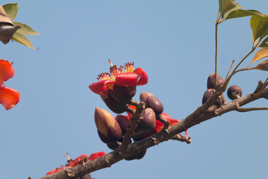 Vibrant Red Silk Cotton Flower and Buds on a Branch Against a Clear Blue Sky in the Springtime.