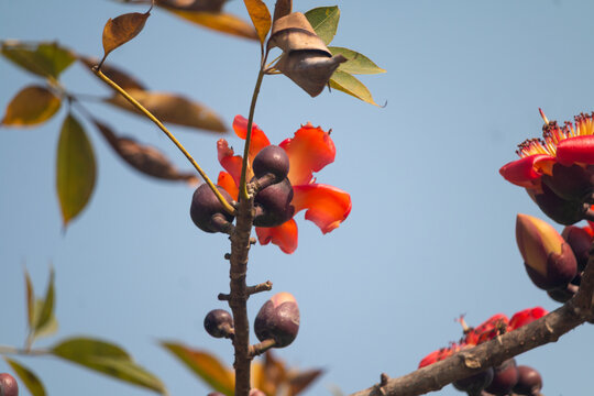 Vibrant Red Silk Cotton Flower Blooming on a Branch Against a Clear Blue Sky in Springtime Season.