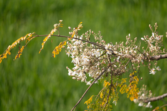 White moringa flowers on a branch with yellowing leaves against a blurred green field background.