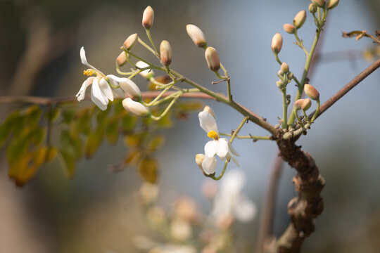 A Close Up View of Delicate White Moringa Flowers Blooming on a Thin Branch in the Bright Sunlight.