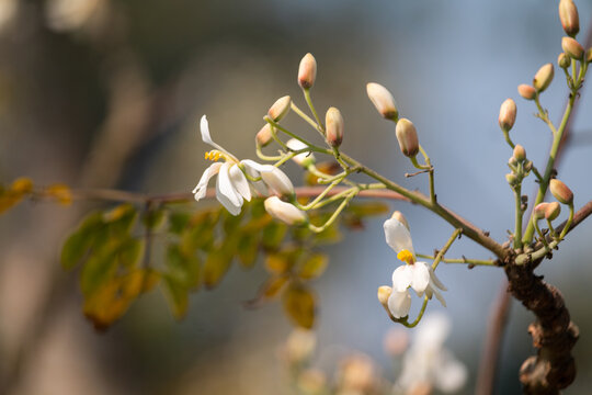 A Close Up View of Delicate White Moringa Flowers Blooming on a Thin Branch in the Bright Sunlight.