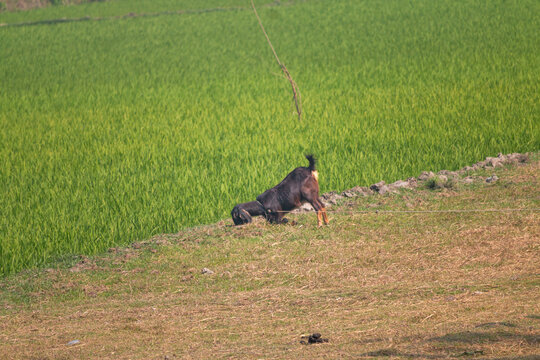 A dark goat grazing on the edge of a vibrant green rice field near a dry dirt path in the sunlight.