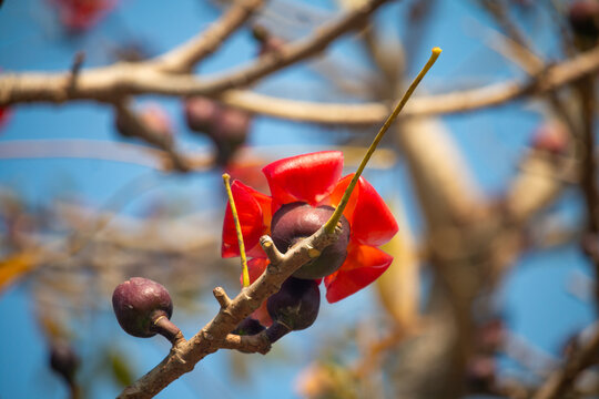 A single red Bombax ceiba flower with a long stamen on a bare branch against a clear blue sky.