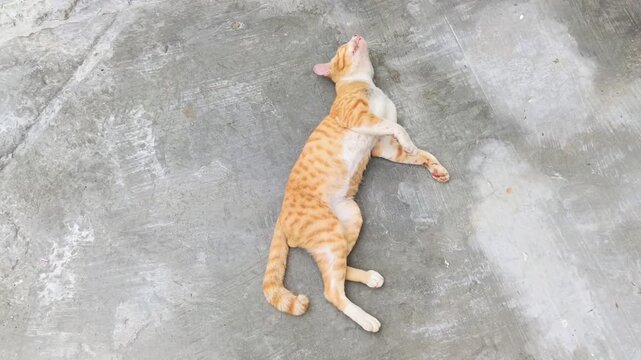 Cute ginger cat rolling and stretching on concrete floor