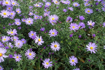 October flowers - simple lavender colored Michaelmas daisies © Anna