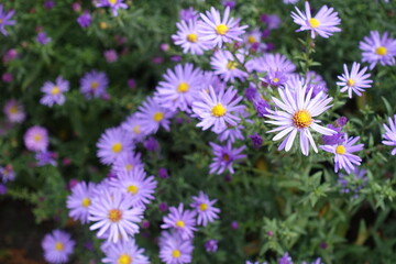 Single violet flowers of Michaelmas daisies in October © Anna