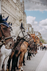 Straż miejska na koniach © rozentuzjazmowany