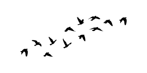 Abstract Bird Flight Silhouette Design Elements,  Flock of Birds Silhouette Isolated Illustrated Black © Ali