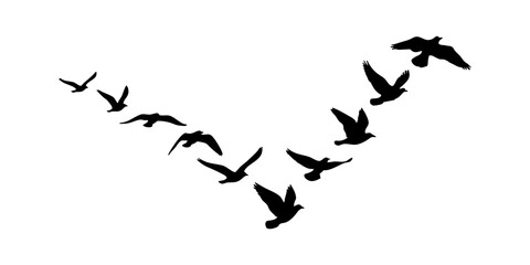 Flock of birds Flying in Silhouette Illustration, Black Flying Bird Shapes for Logo and Design © Ali