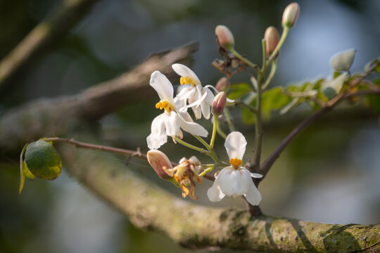 Delicate white flowers with yellow centers blooming on a tree branch in a natural forest setting.