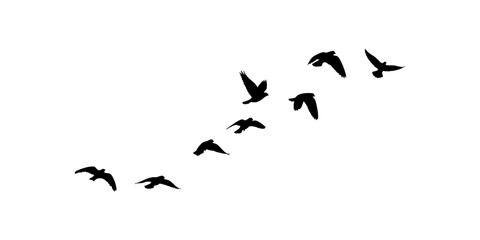 Flying Birds Silhouette Elements Set, Elegant Bird Flight Silhouette Design Collection, © Ali
