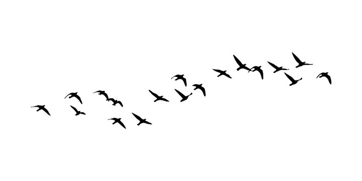 Flock of Birds Flying in Silhouette Illustration, Bird Silhouette Graphic Element for Nature Designs