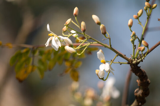 Detailed Macro Shot of White Moringa Flowers and Buds Growing on a Slender Branch in Soft Light.